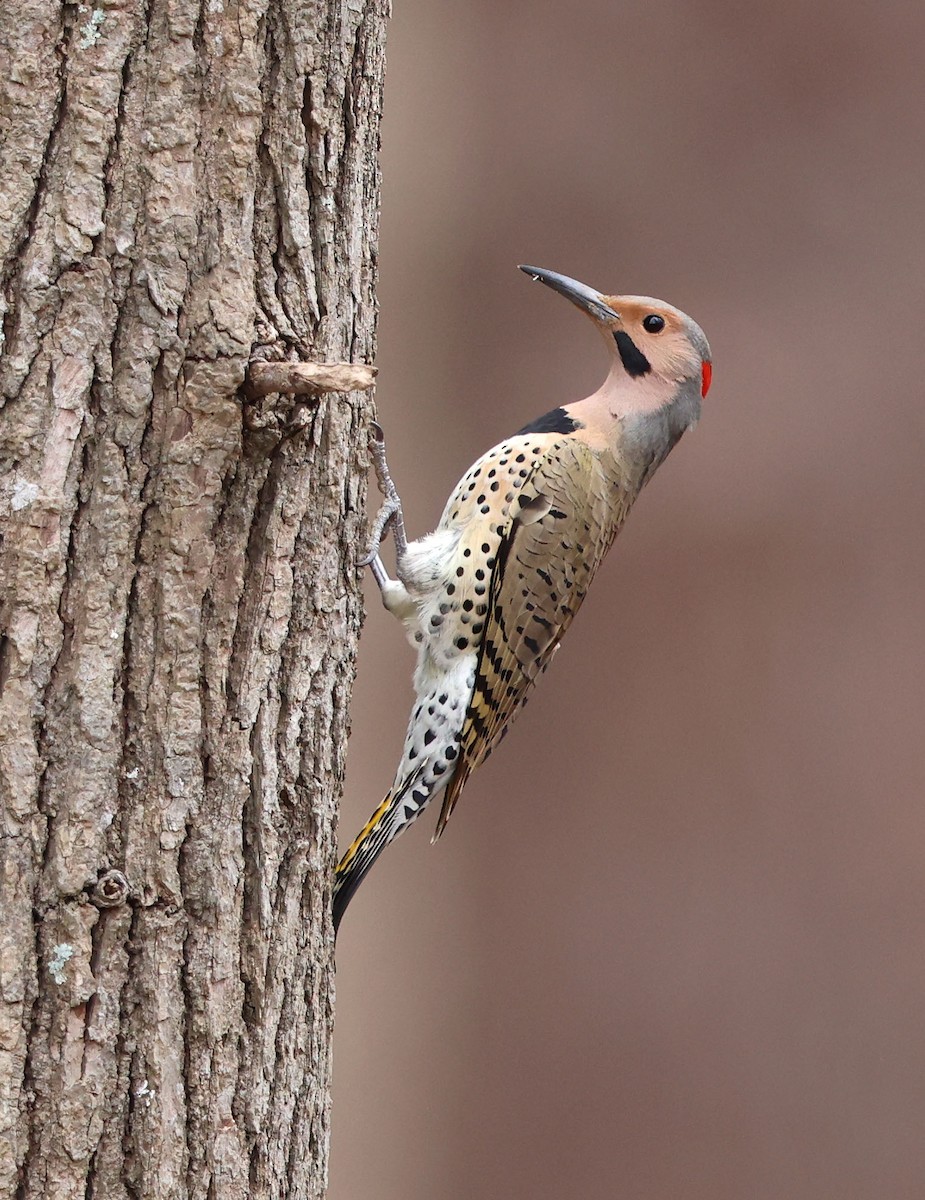 Northern Flicker (Yellow-shafted) - ML615445176