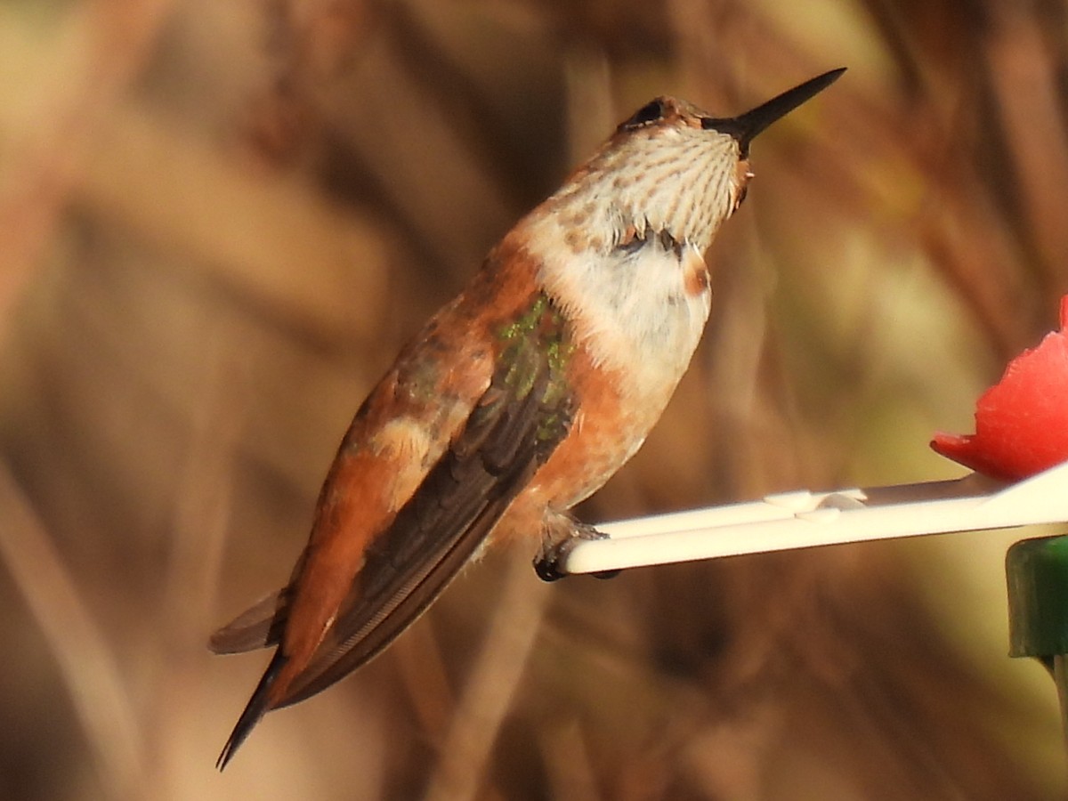 Rufous Hummingbird - ML615445187