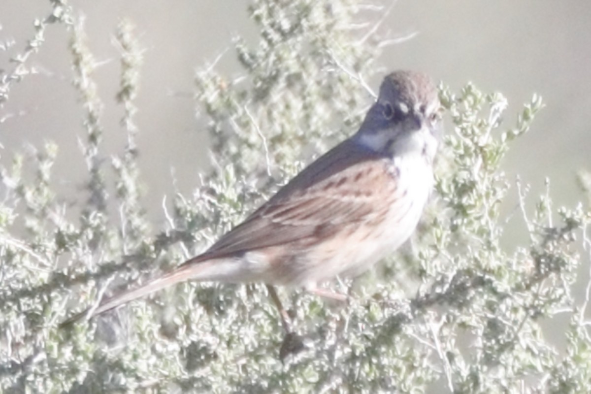 Sagebrush Sparrow - ML615445433