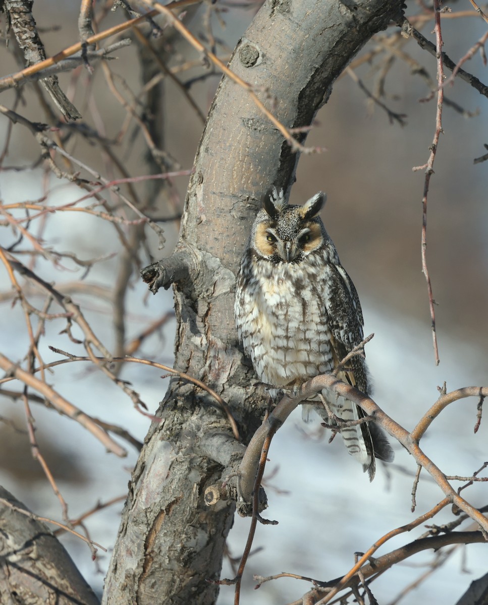 Long-eared Owl (American) - ML615445451