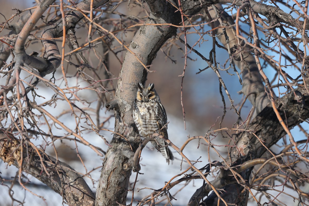 Long-eared Owl (American) - ML615445452