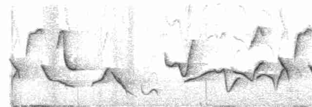 Поплітник рудоспинний (неописана форма) - ML615445726