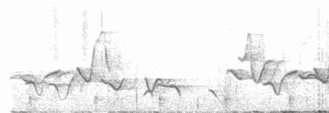Поплітник рудоспинний (неописана форма) - ML615445727