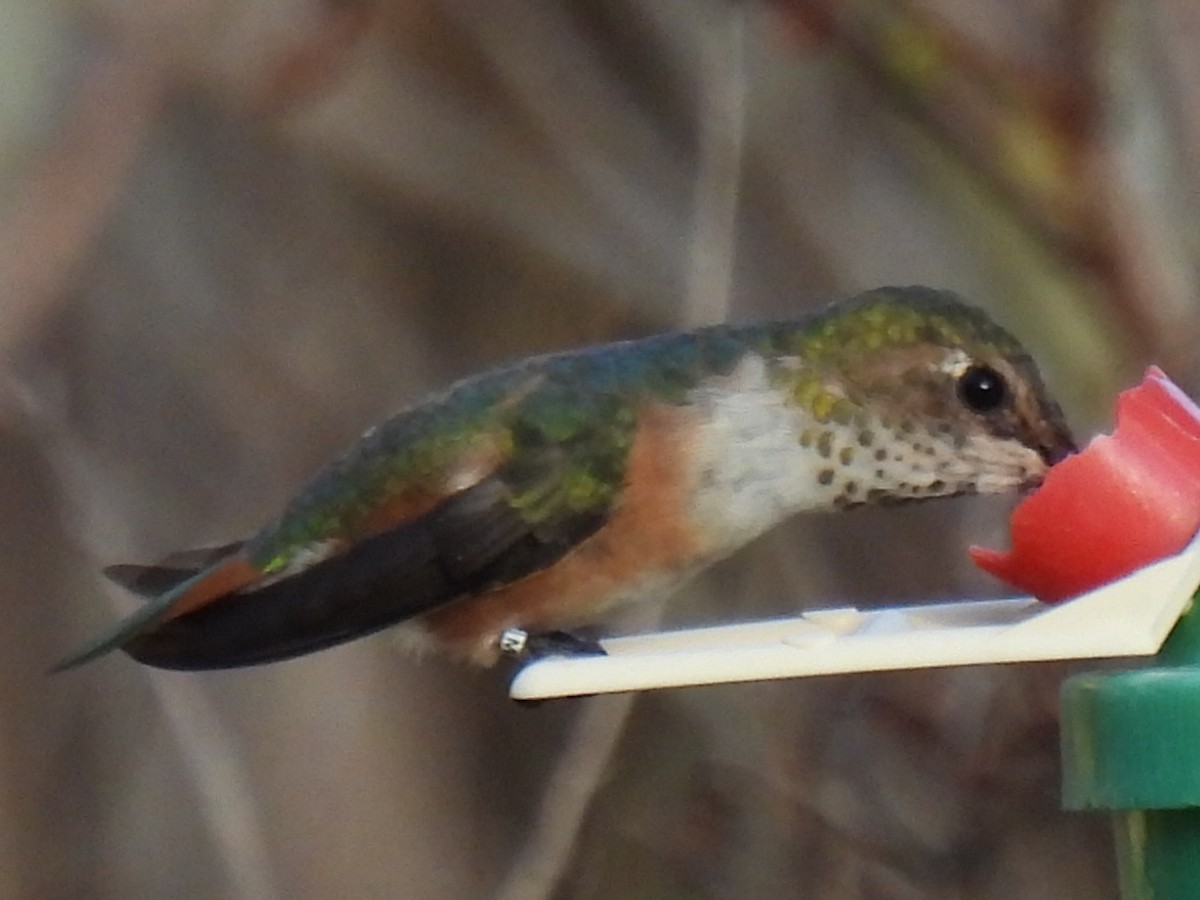 Rufous Hummingbird - ML615445799