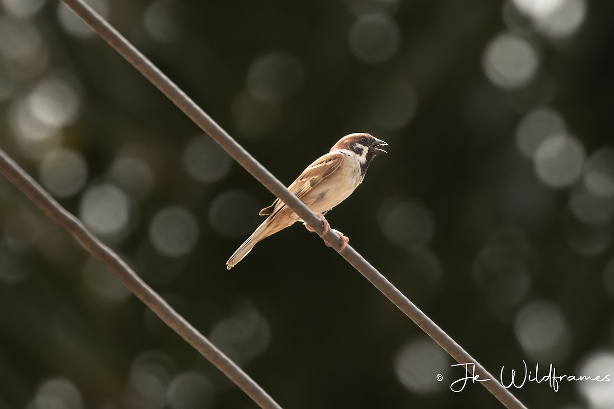 Eurasian Tree Sparrow - ML615445869