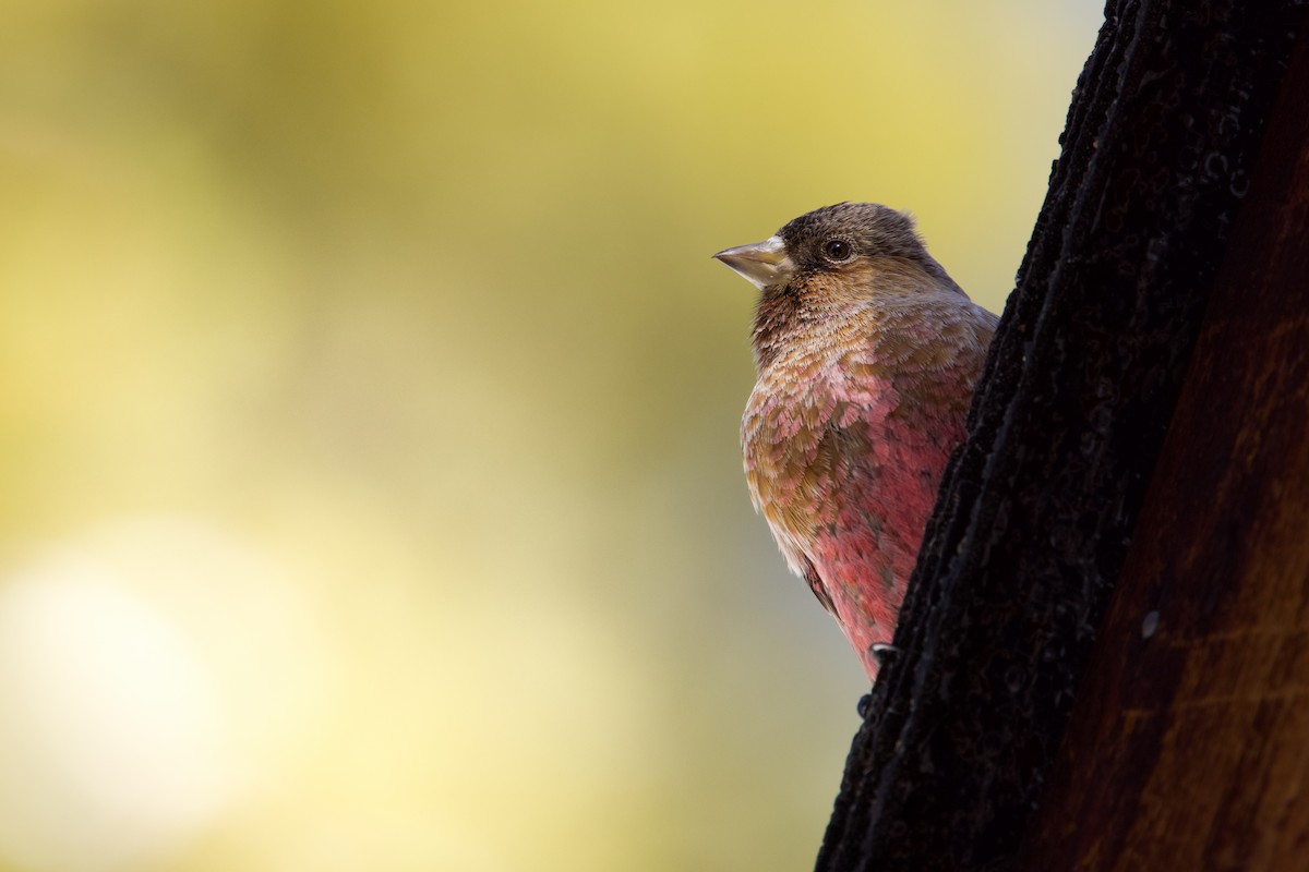 Brown-capped Rosy-Finch - Miles Brengle