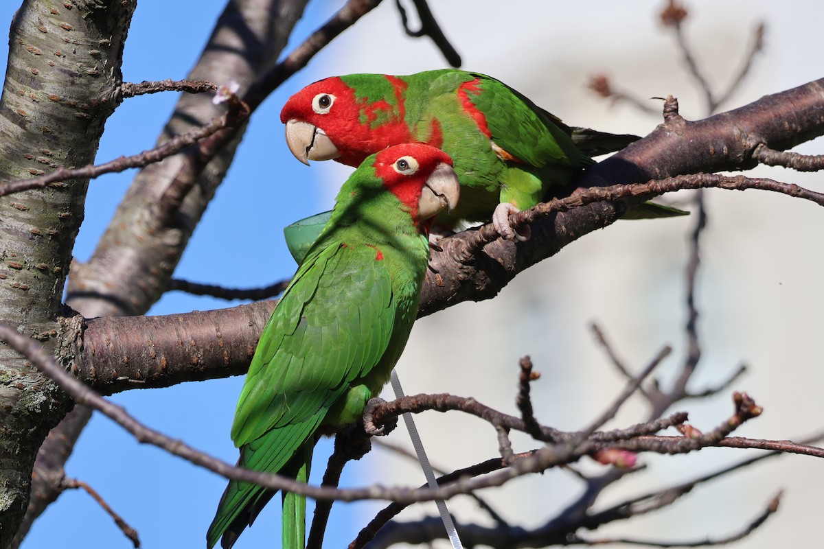Red-masked Parakeet - ML615445904