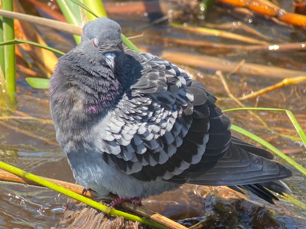 Rock Pigeon (Feral Pigeon) - ML615445969
