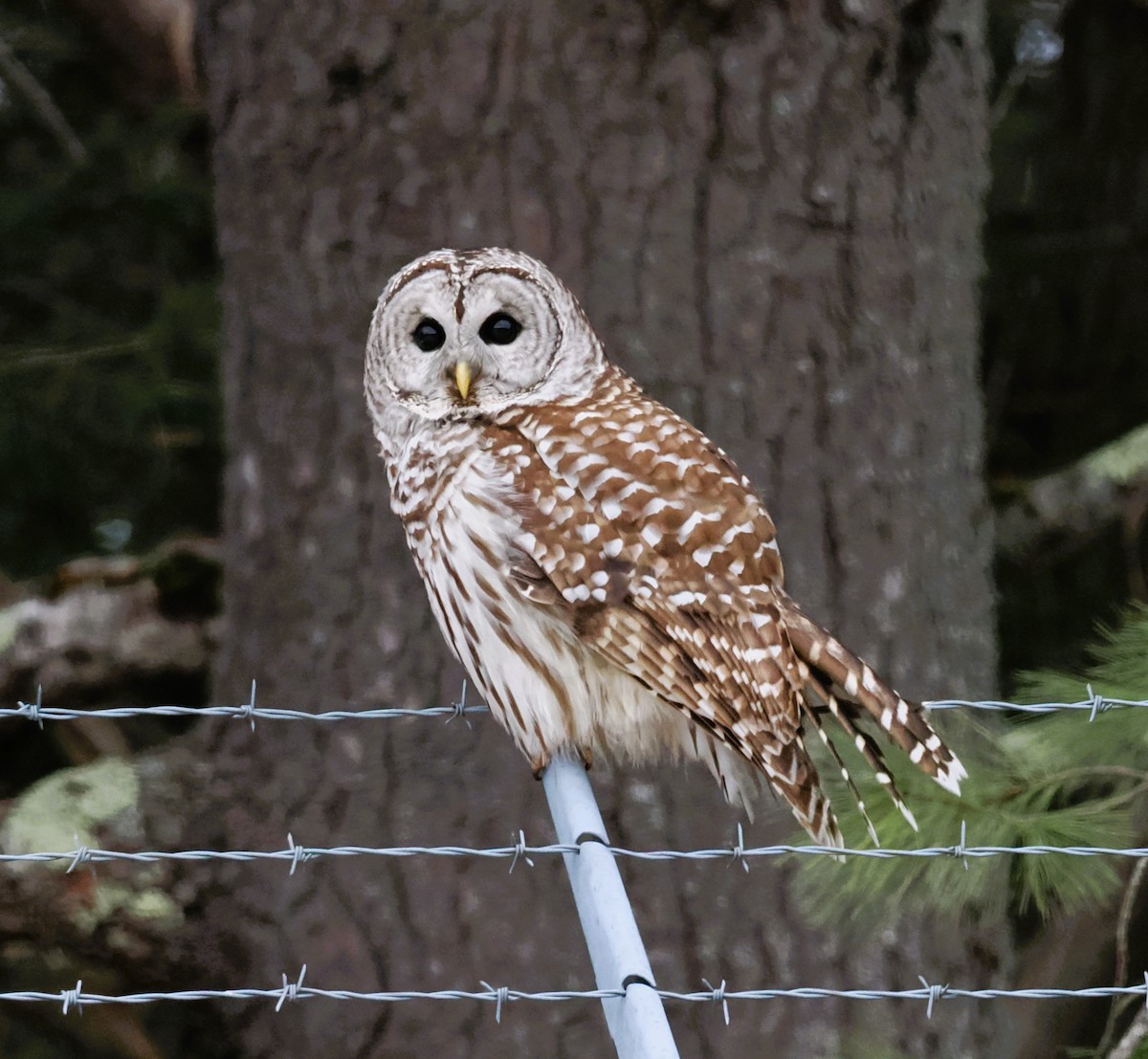 Barred Owl - ML615446245