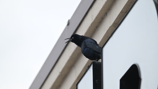 Great-tailed Grackle - ML615446272