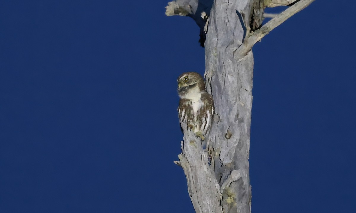 Austral Pygmy-Owl - ML615446364