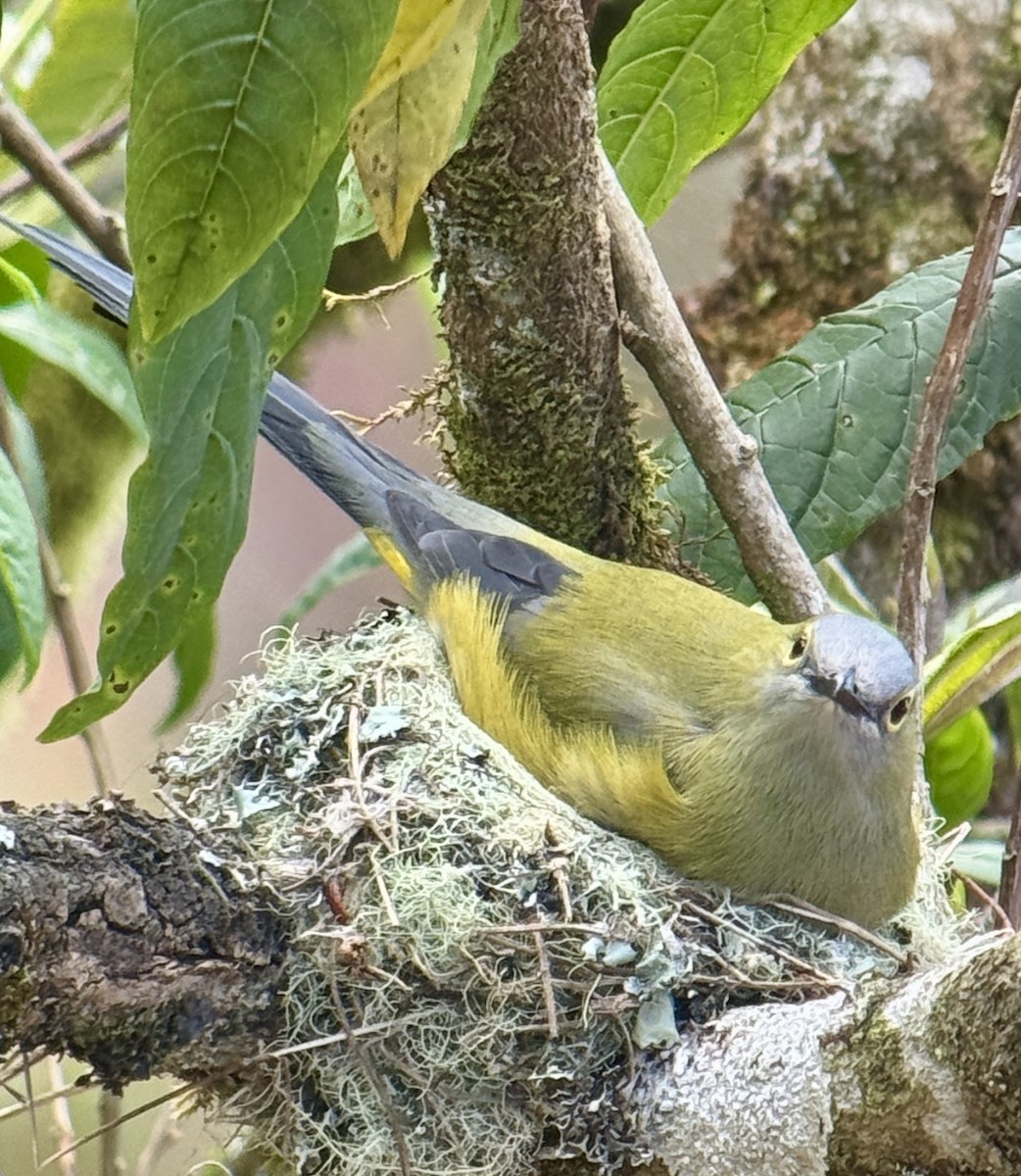 Black-and-yellow Silky-flycatcher - ML615446366