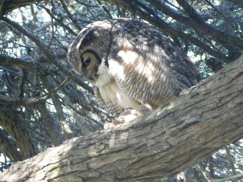 Presidio--Mountain Lake Park, San Francisco County, CA, US - eBird Hotspot