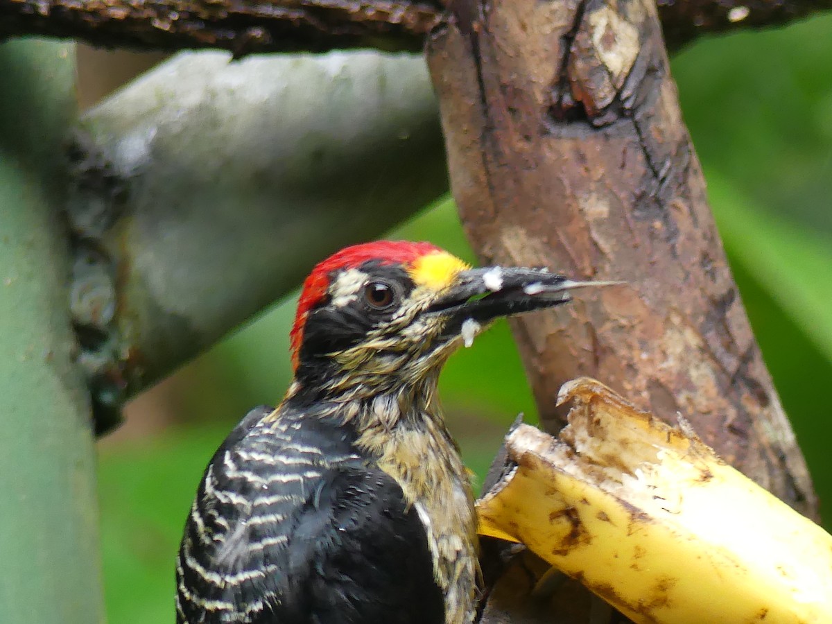 Black-cheeked Woodpecker - ML615446488