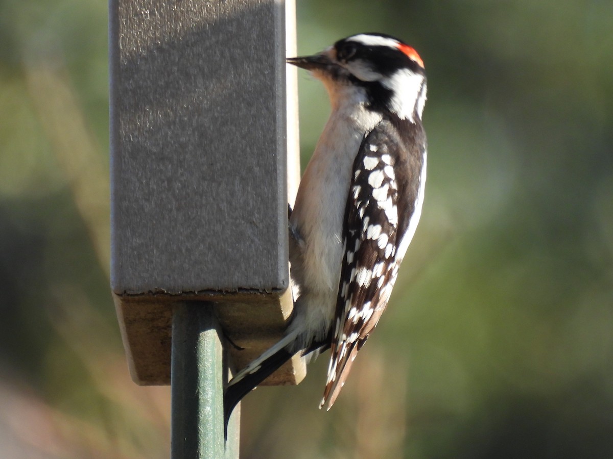 Downy Woodpecker - ML615446578