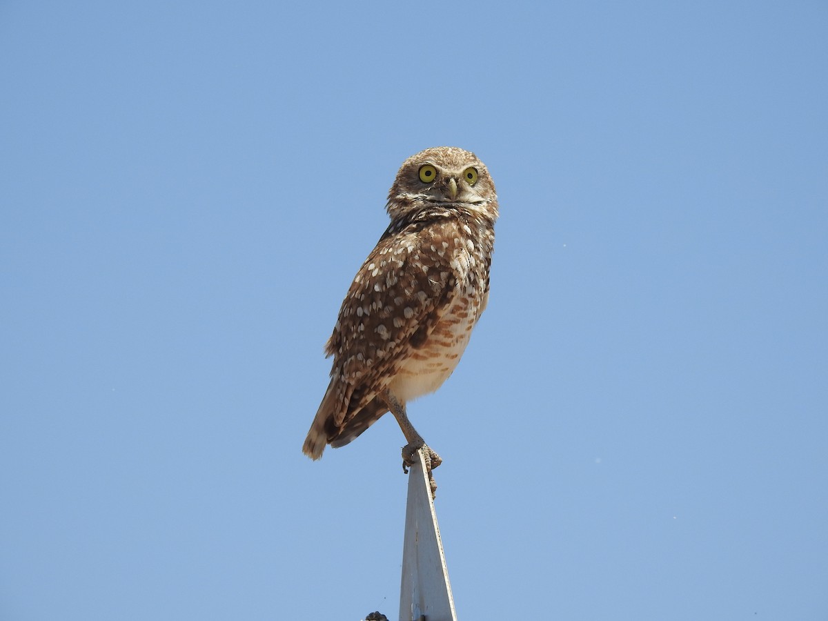Burrowing Owl - ML61544661