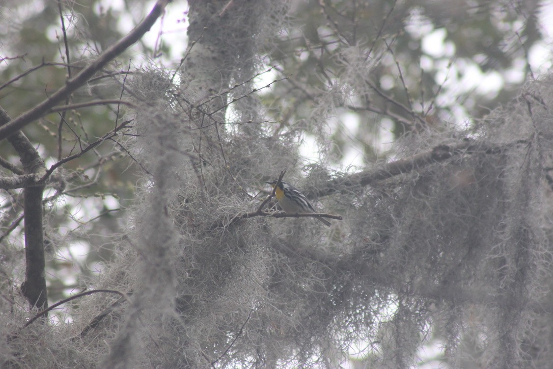 Yellow-throated Warbler - ML615446740