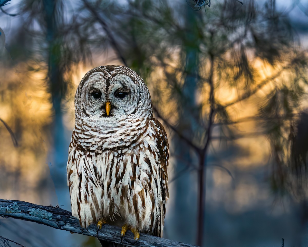 Barred Owl - Cathy Severson