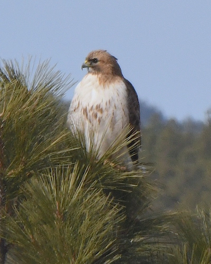 Red-tailed Hawk - ML615446811