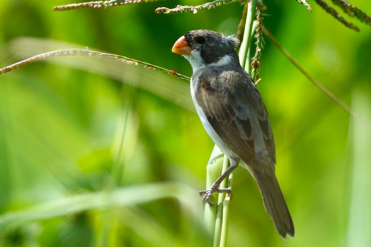White-throated Seedeater - ML615446922