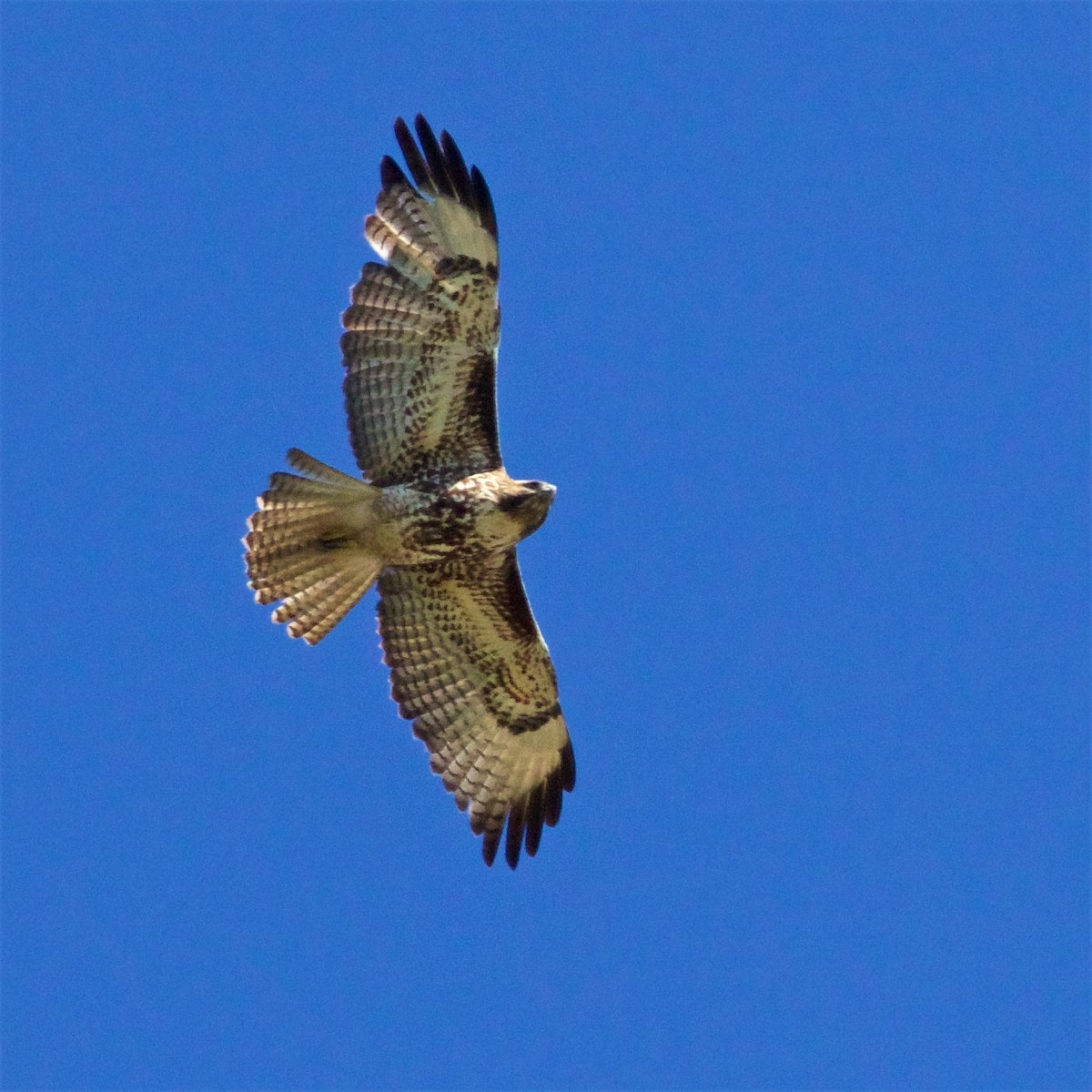 Red-tailed Hawk - Ed Harper