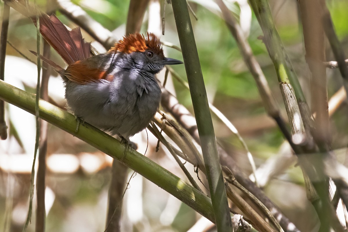 Pinto's Spinetail - ML615447084
