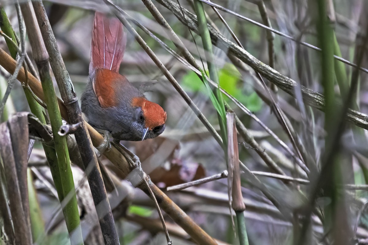 Pinto's Spinetail - ML615447085