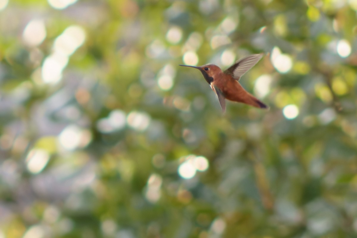 Rufous Hummingbird - ML615447111