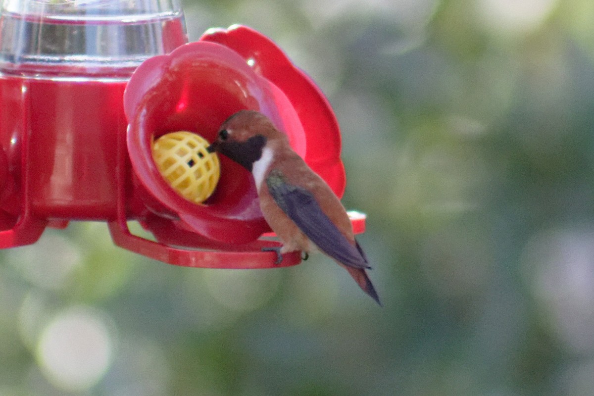 Rufous Hummingbird - Gary McLarty