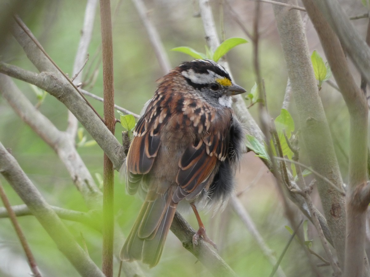 White-throated Sparrow - ML615447174