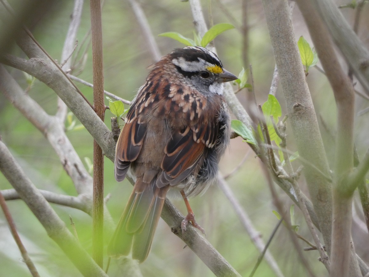 White-throated Sparrow - ML615447176