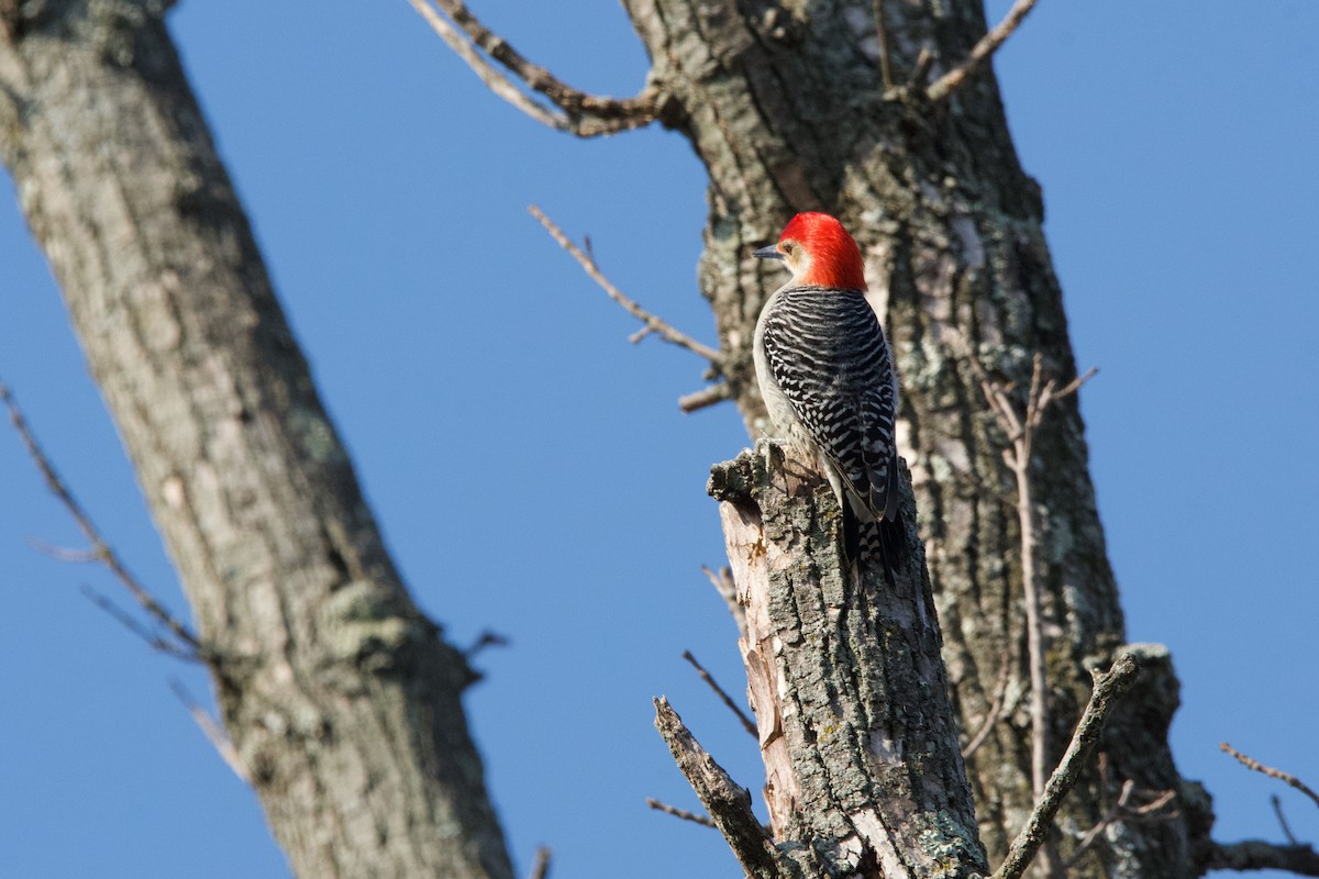 Red-bellied Woodpecker - ML615447413