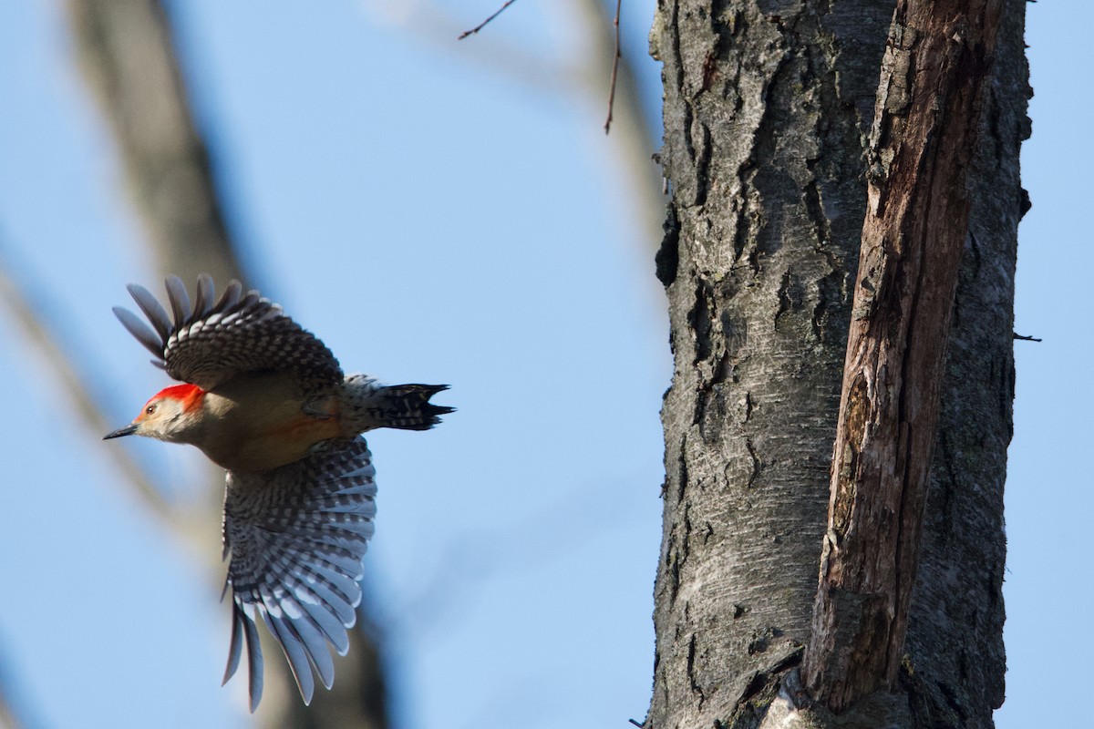 Red-bellied Woodpecker - ML615447416
