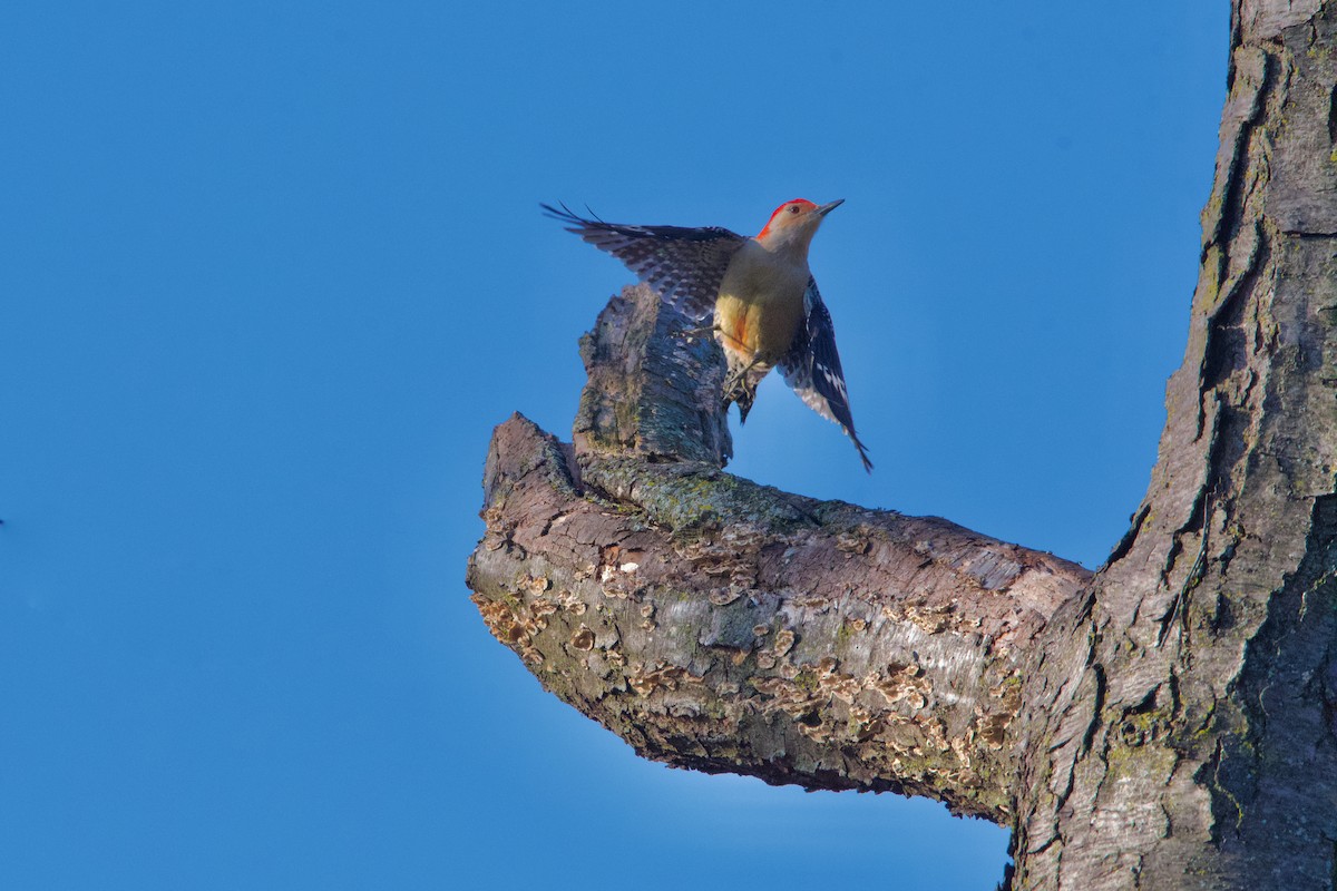 Red-bellied Woodpecker - ML615447421