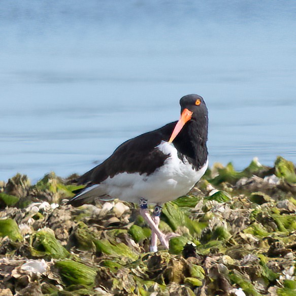 American Oystercatcher - Peter North