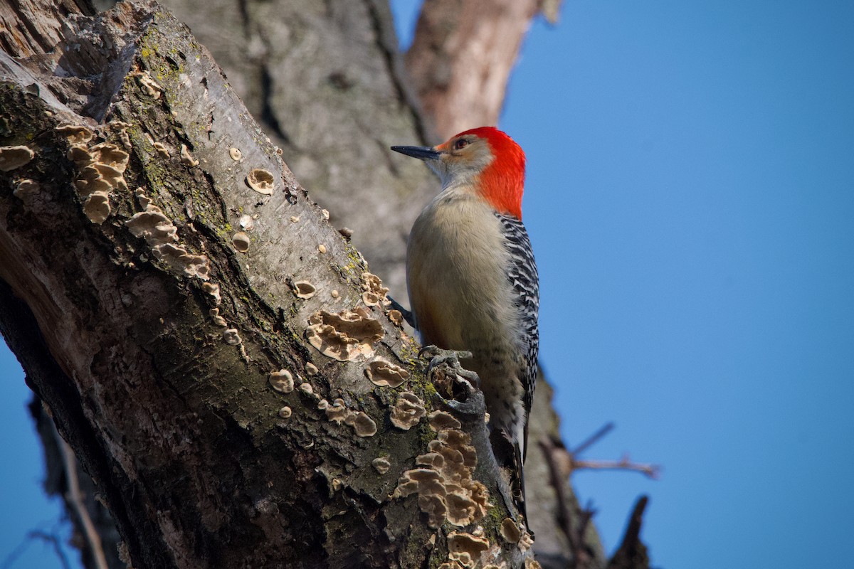Red-bellied Woodpecker - ML615447440