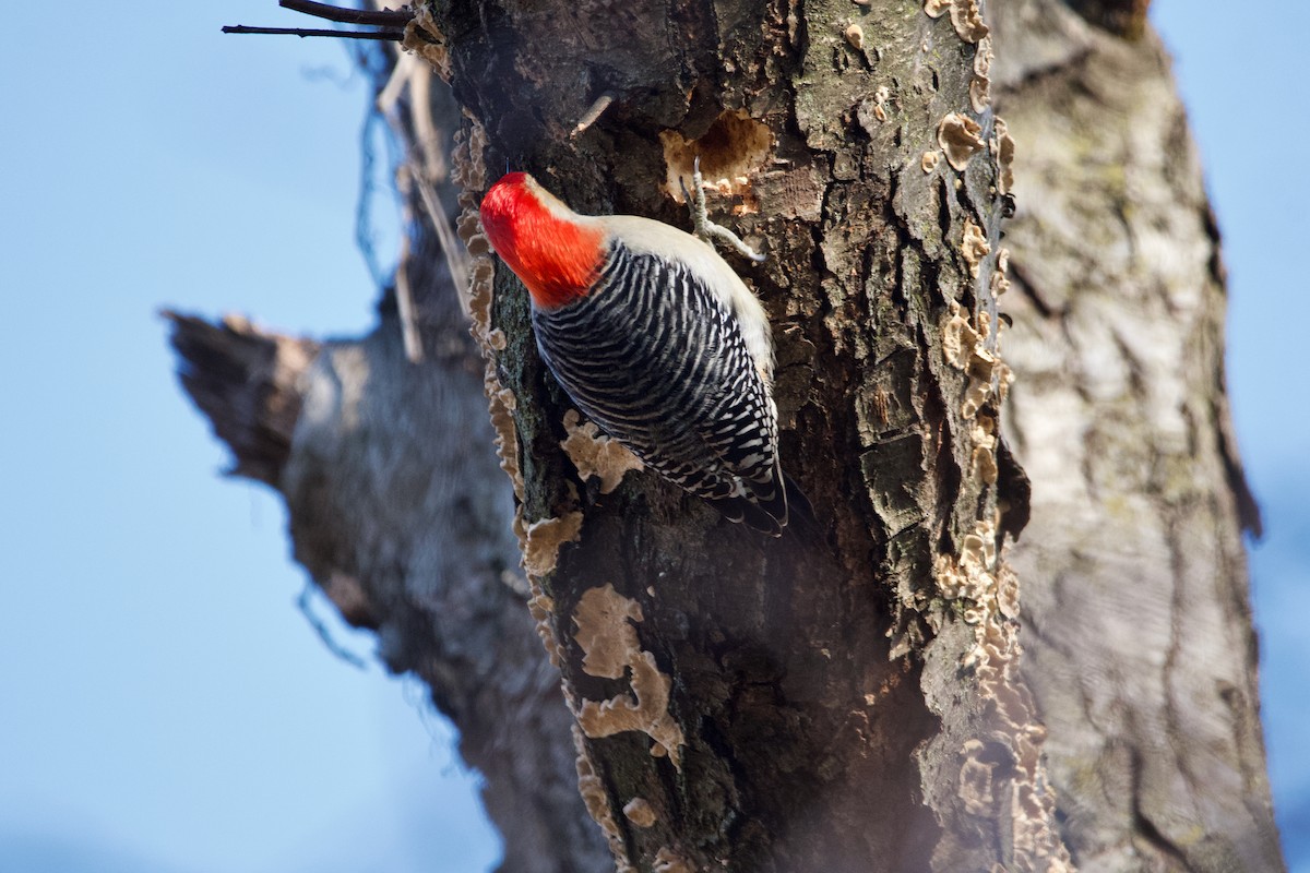 Red-bellied Woodpecker - ML615447446