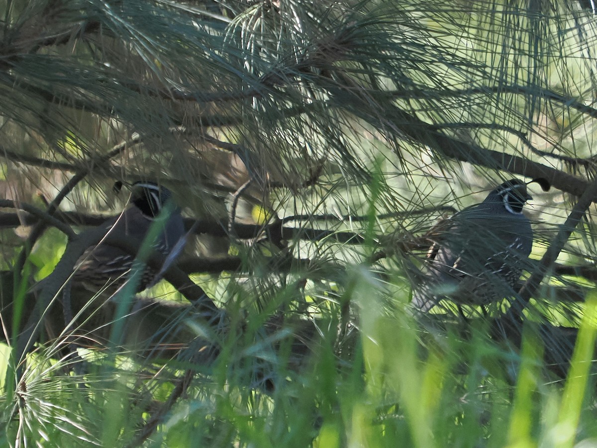 eBird Checklist - 28 Feb 2024 - Henninger Flats - 35 species (+1 other ...