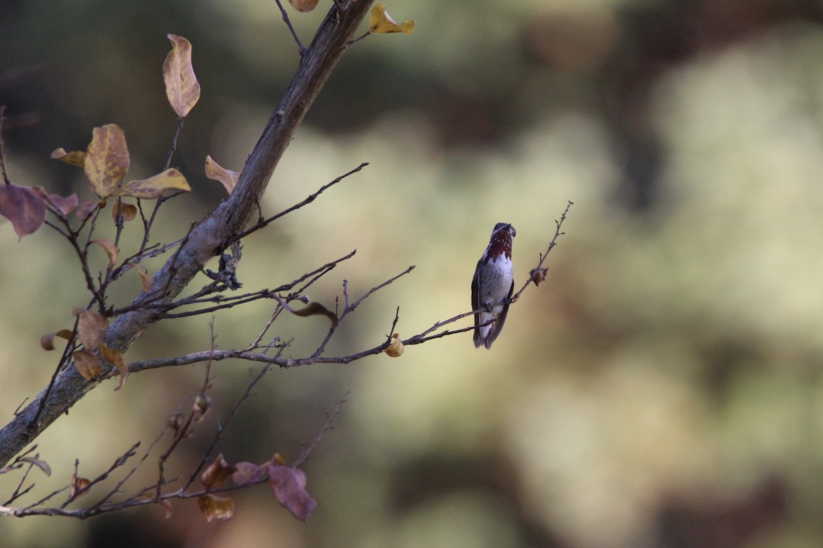 Calliope Hummingbird - ML615447548