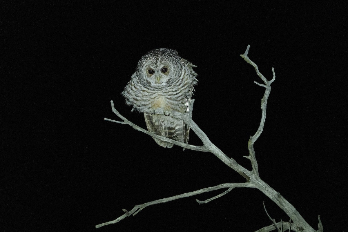 Rufous-legged Owl - ML615447580