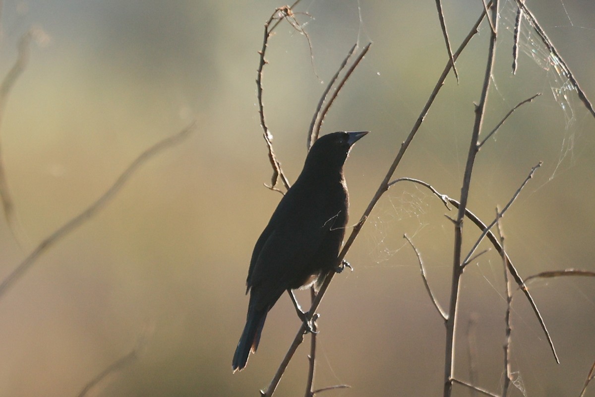 Red-shouldered Blackbird - ML615447595