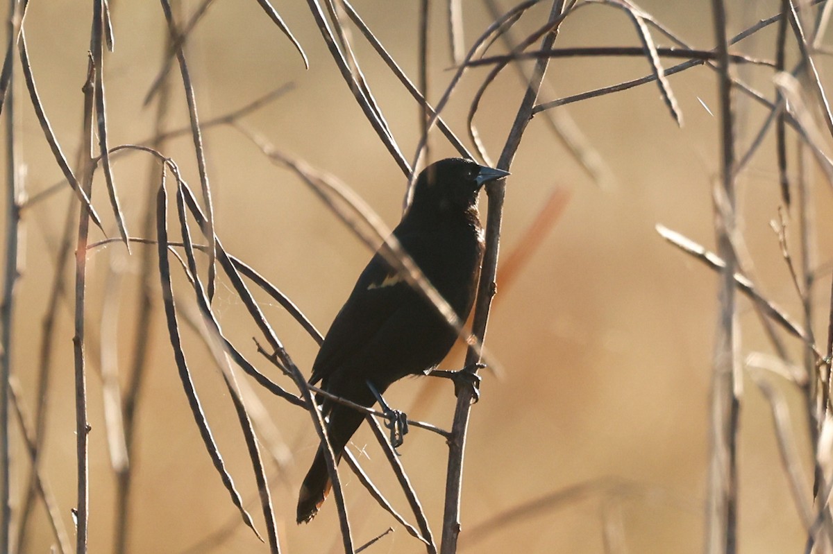 Red-shouldered Blackbird - ML615447596