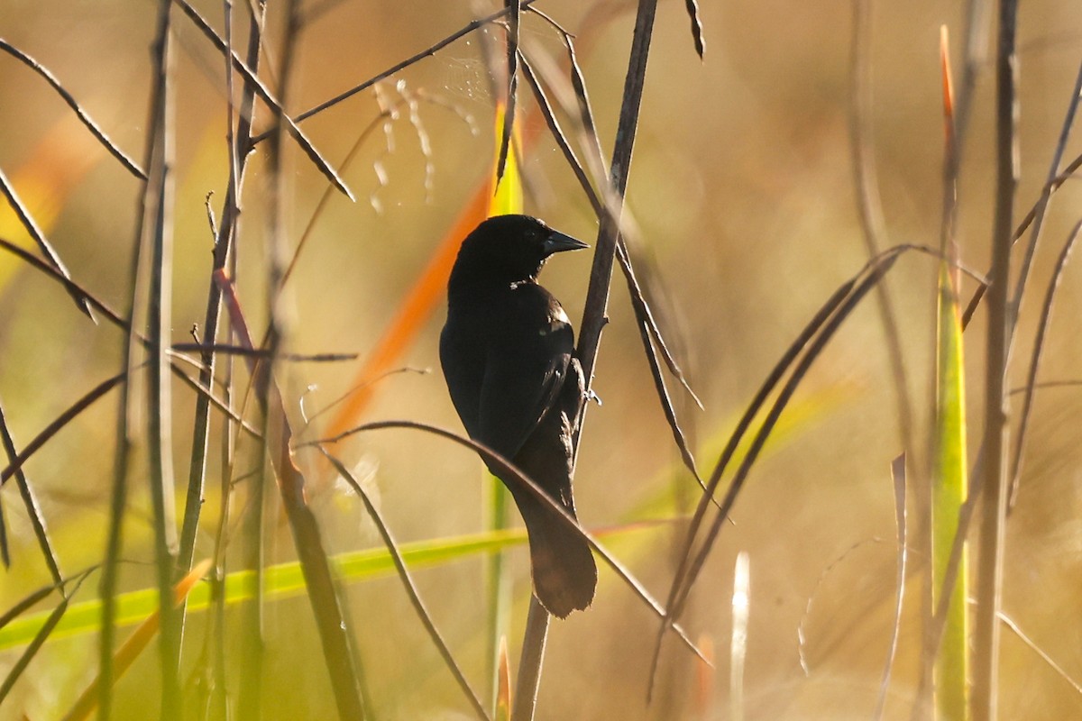Red-shouldered Blackbird - ML615447597