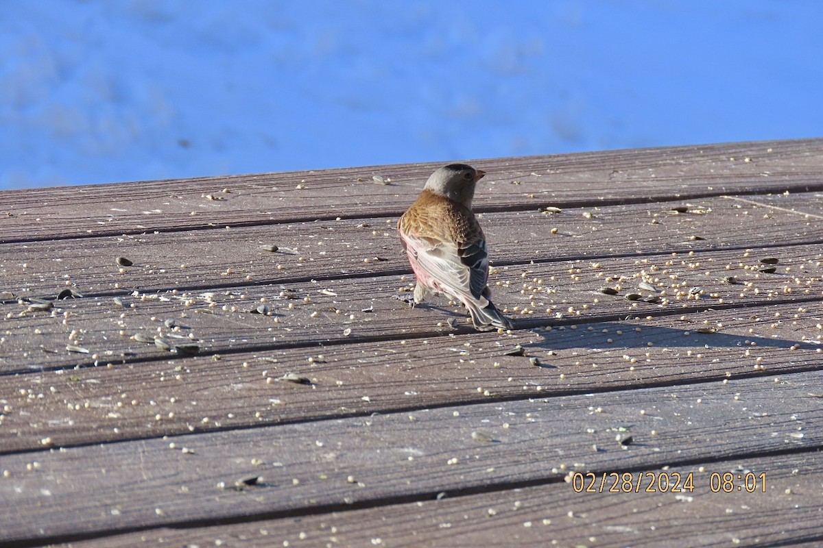 eBird Checklist 28 Feb 2024 Private Residence Lamoille, Nevada 12