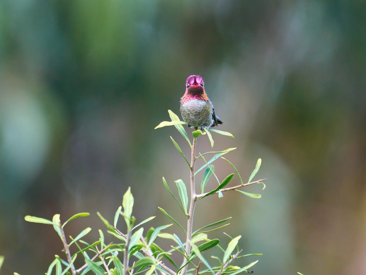 Anna's Hummingbird - ML615447790