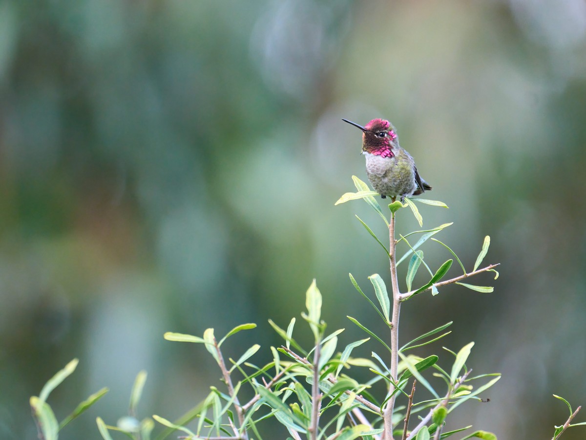 Anna's Hummingbird - ML615447791