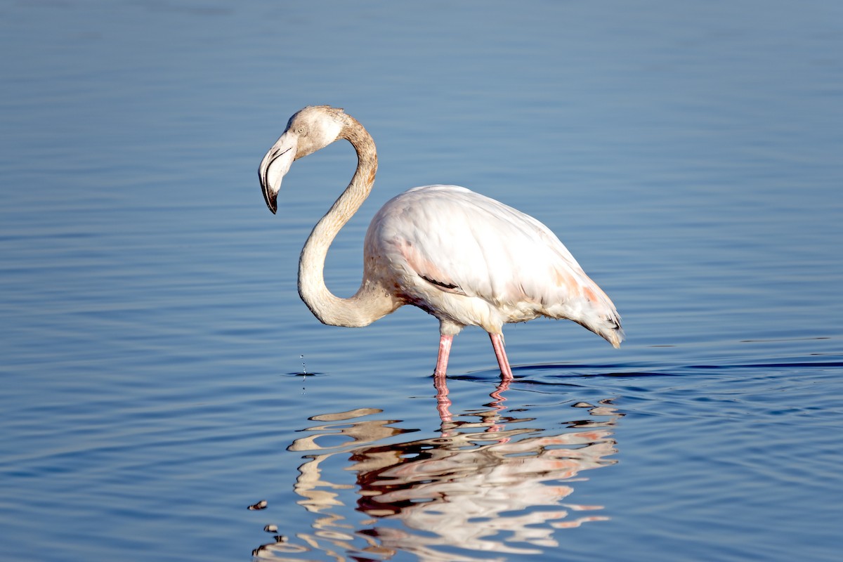 Greater Flamingo - Peter Weber 🦉
