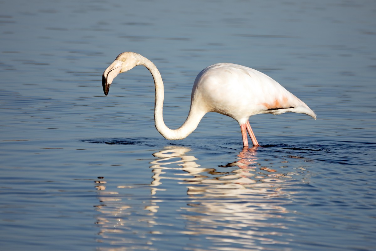 Greater Flamingo - ML615448036