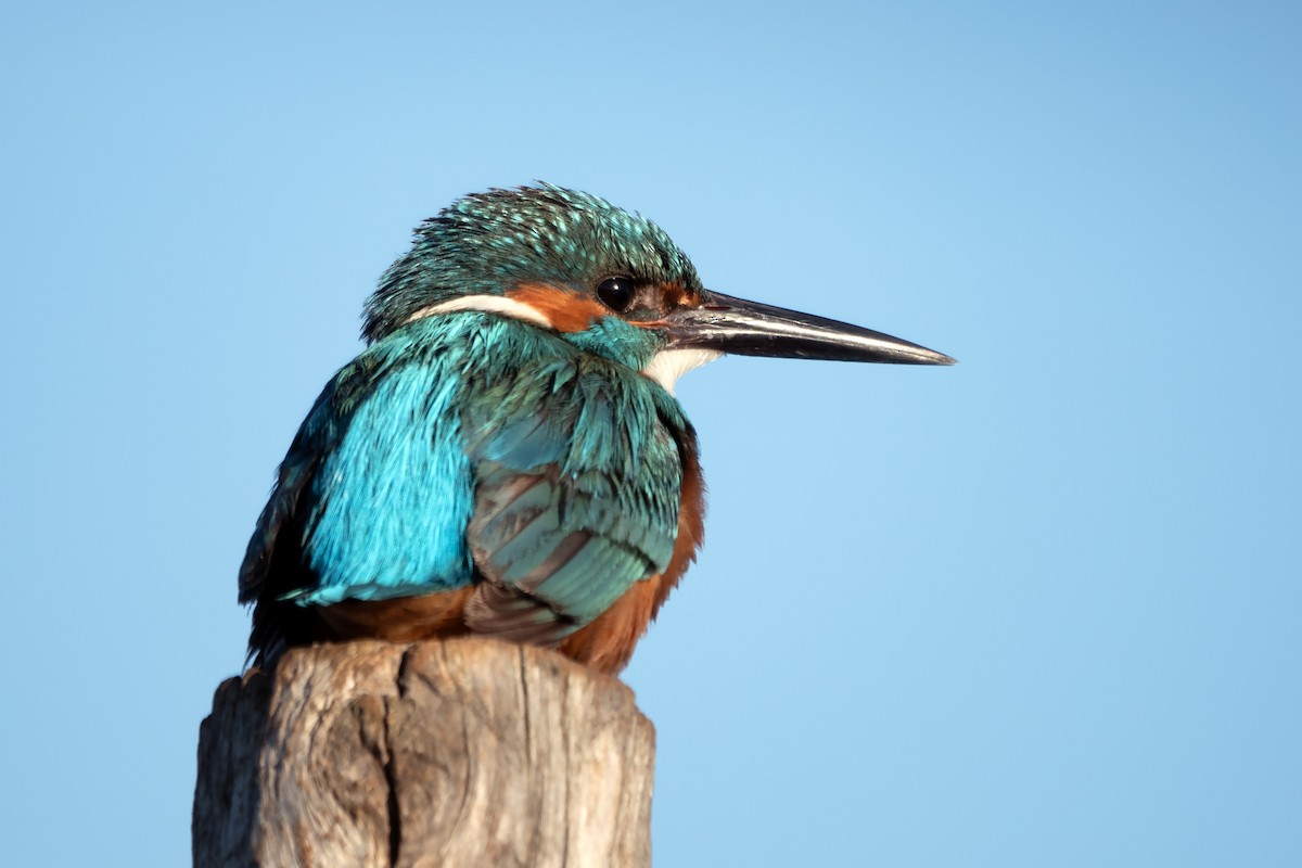 Common Kingfisher - Peter Weber 🦉