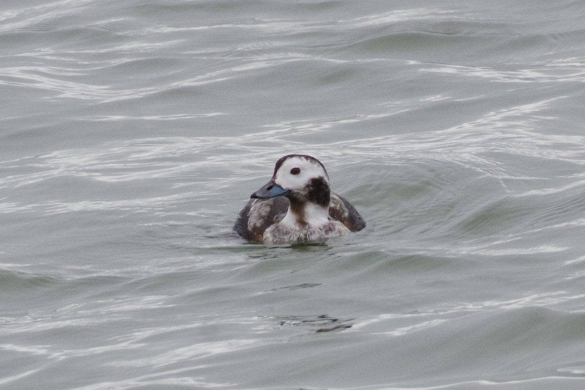 Long-tailed Duck - ML615448162